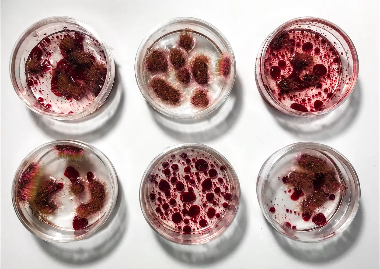 BIO SIMULATIONS (SNIPPET) | bacteria infected myocardial cells simulation